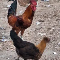 خروس ۶ عدد