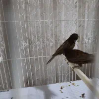 قناری کرست|پرنده|رشت, شهرک آیت الله منتظری|دیوار