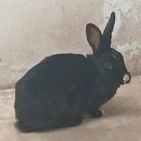 خرگوش ماده