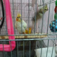 عروس هلندی بالغ|پرنده|بوئین زهرا, |دیوار