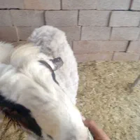 قوچ|حیوانات مزرعه|میمند, |دیوار