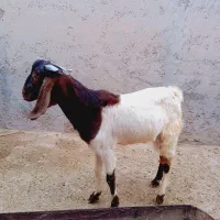 بز نر|حیوانات مزرعه|کاکی, |دیوار