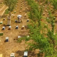 نیروی کار زنبورداری|استخدام صنعتی، فنی، مهندسی|علی‌آباد کتول, |دیوار