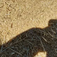 کاه گندم دیم امسال