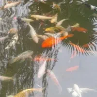 کوی مولد.قیمت ۵۰۰ هزار|ماهی|نوشهر, |دیوار