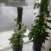 گل آپارتمانی ومغازه ای پتوس