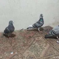 3عدد کفتر صیددوتا پلاک دار