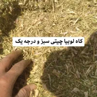 کاه لوبیا سبز و یکدست