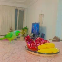 طوطی ملنگو سبز ۷ ساله