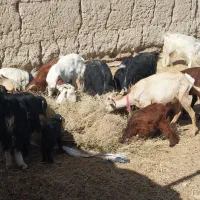 بز وبزغاله بومی