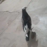 ۳عدد کبوتر خوب کاشانی 250 شازده 200 طوقی 250|پرنده|مسجد سلیمان, |دیوار