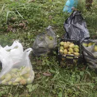 واگذاری درخت گلابی