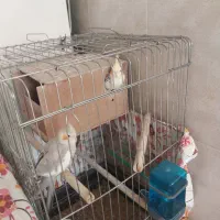 طوطی عروس زیبا ودستی|پرنده|نظرآباد, رسالت|دیوار