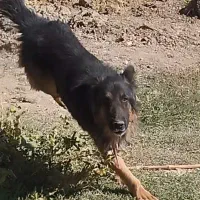 سگ ژرمن نگهبان|سگ|کرمانشاه, |دیوار