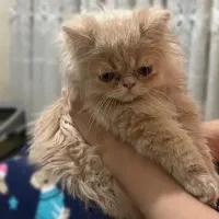 گربه نژاد پرشین