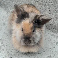 خرگوش پشمالو کاملا دستی|موش و خرگوش|پیشوا, |دیوار