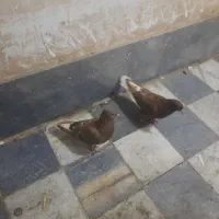 قهوه ای دم سفید