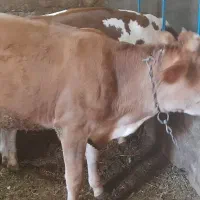 گاو ماده