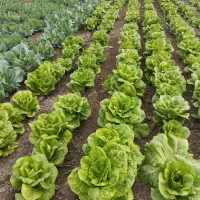 کاهو‌روغنی تازه‌چین