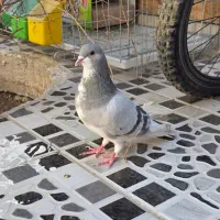 کبوتر|پرنده|مرودشت, ژیان|دیوار