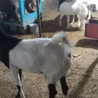 بز گلابی|حیوانات مزرعه|باغ ملک, |دیوار