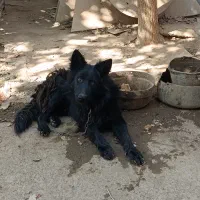 سگ  ژرمن بلک