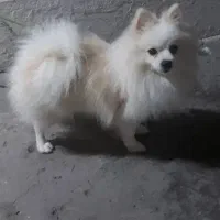 پامر 1ساله فروش فوری|سگ|گرگان, |دیوار