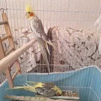 عروس هلندی|پرنده|مهریز, |دیوار