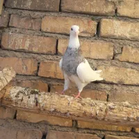 کبوتر ماده طوقی خال مشکی پاک ۷۰۰