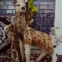 تزییناتی|مجسمه، تندیس، ماکت|اسلامآباد غرب, |دیوار