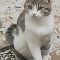 یک  گربه باردار  دو ماهه رو واگرار ریگان