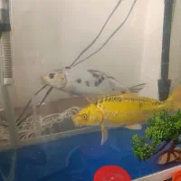 ماهی کوی ماهی فایتر|ماهی|تهران, توحید|دیوار