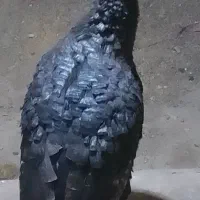 فروش بوقلمون یه نر دوتا ماده تخمگذار