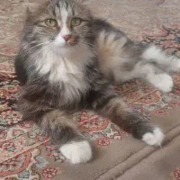 واگذاری گربه|گربه|یزد, |دیوار