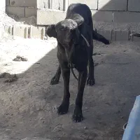 سگ نگهبان وگله