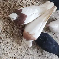 کبوتر فروش فوری|پرنده|سوق, |دیوار