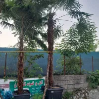 پالم لاتانیا ریشه پرس قیمت پایین