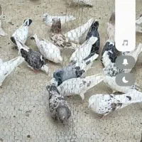 کبوتر پرشی عالی