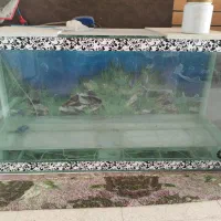 آکواریوم|ماهی|یزد, |دیوار