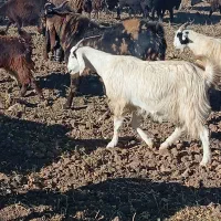 نربز پاکستانی|حیوانات مزرعه|بن, |دیوار