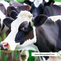 استخدام نیروی کارگر ساده