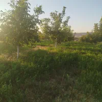 فروش باغ گردو 5700 متری|فروش دفتر صنعتی، کشاورزی، تجاری|شاهین دژ, |دیوار