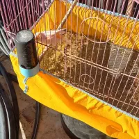 شهرستان حمیدیه|پرنده|حمیدیه, |دیوار