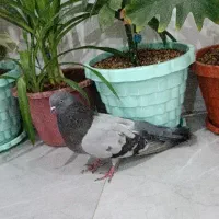 نره چایی درشت و کشیده|پرنده|اشترینان, |دیوار