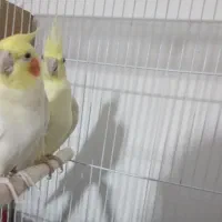 یک جفت عروس هلندی لوتینو|پرنده|زاهدان, |دیوار