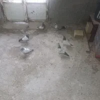 جوجه کله سیاه وکله دم سبز پرشی|پرنده|زیباشهر, |دیوار