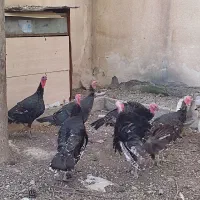 فروشی