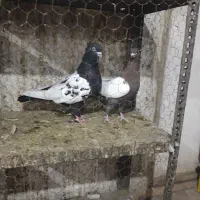 دورنگ دمسیاه