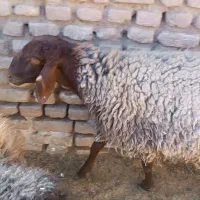 میش هترو|حیوانات مزرعه|مه ولات, |دیوار