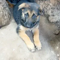 توله ژرمن دو ماهه نر|سگ|رشت, بیجارپس|دیوار